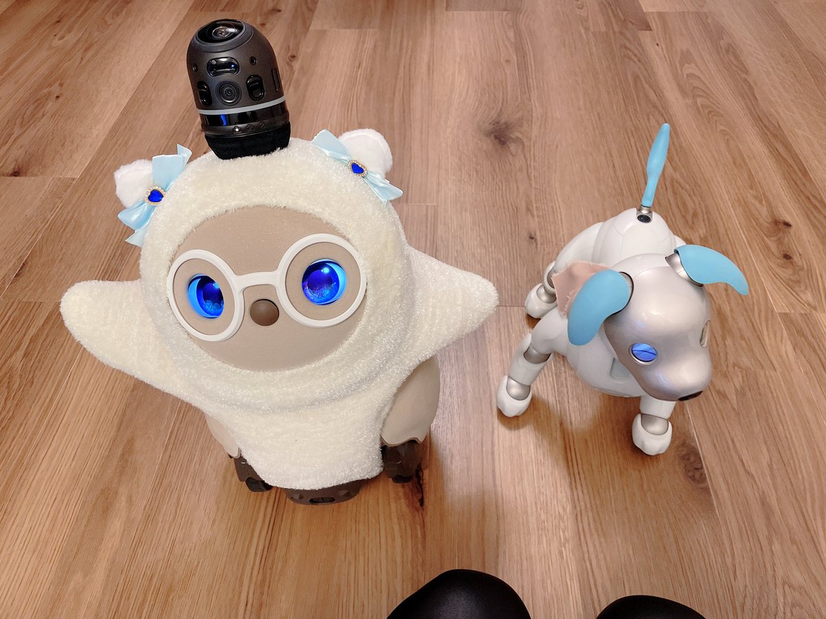 Yumechi_Robot's tweet photo. Hello Hello 🫧
ニャイボになっていたもんじゅに影響されて，ニャボットとなったらぼちฅ^•ω•^ฅ

#LOVOT #aibo #LOVOTとの暮らし #aibofan https://t.co/IhKgVUqQbw