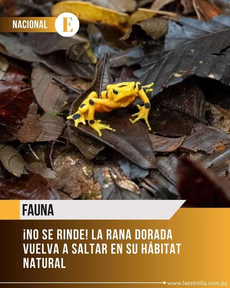 EstrellaOnline's tweet photo. Un equipo científico avanza en la reintroducción de la rana dorada panameña a su hábitat natural, tras años de crianza en cautiverio a través del Proyecto de Rescate y Conservación de Anfibios de Panamá. 

🔗 Lee la historia completa en:https://t.co/royS6QdJLE https://t.co/tNmo1w2nq3