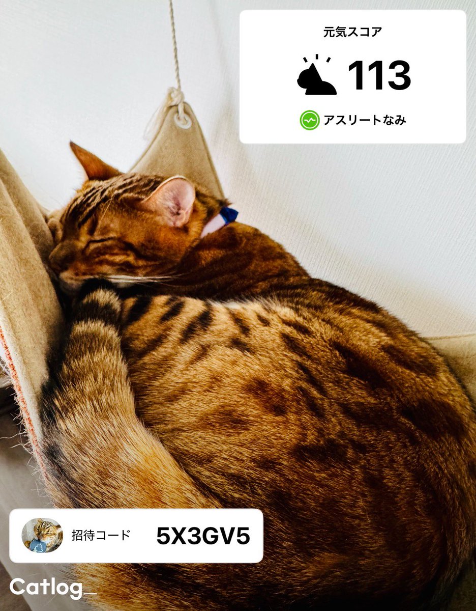 Catlog（キャトログ） (@Catlog_RABO) / Posts / X