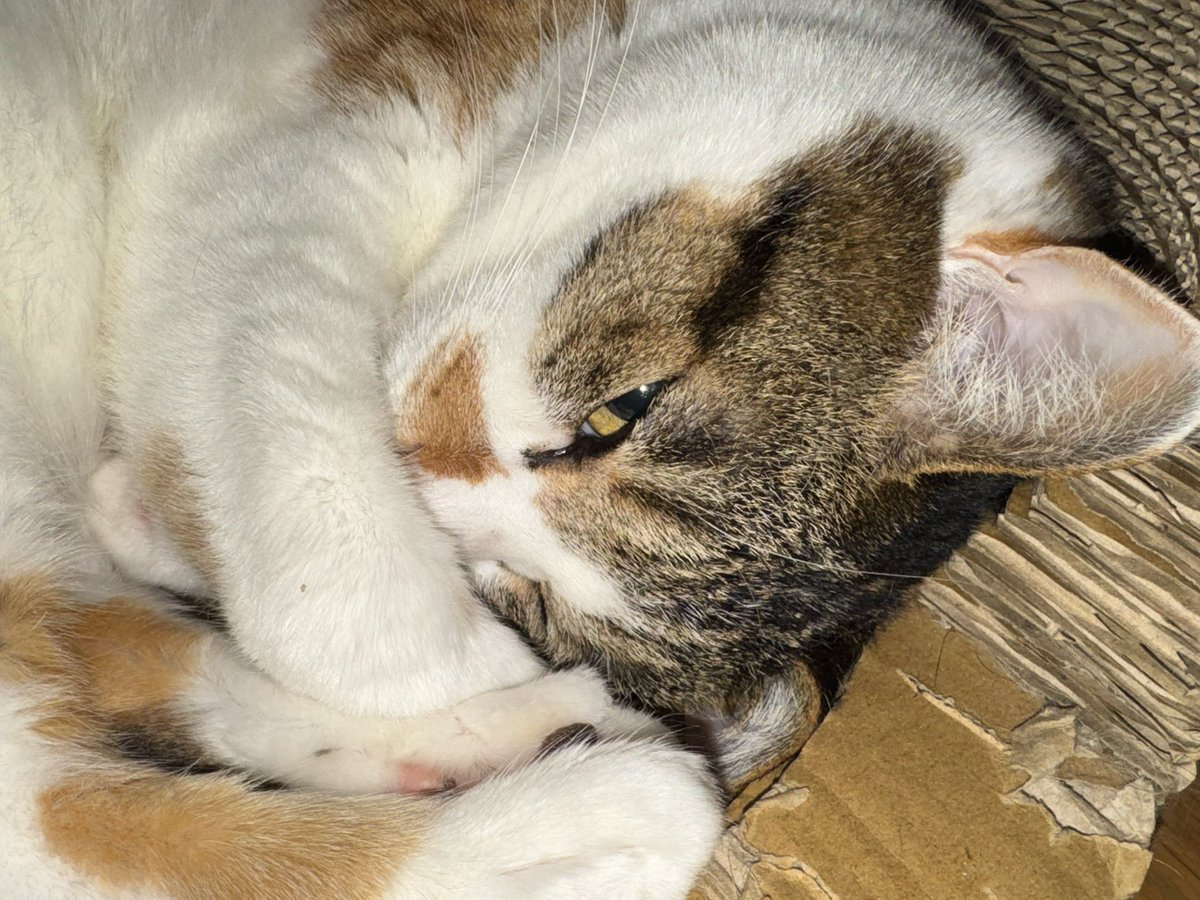 おはよう猫ども