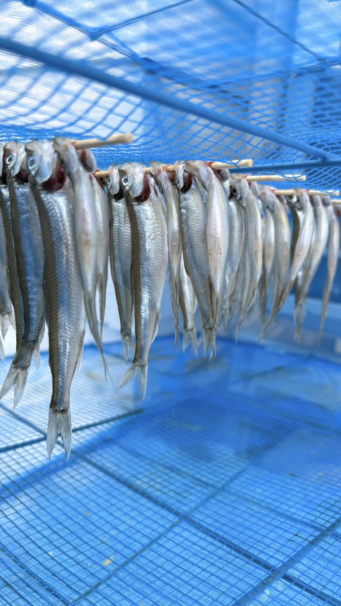 S.ジョニー 𓆛 𓆜 𓆝 𓆞 𓆟 tweet media