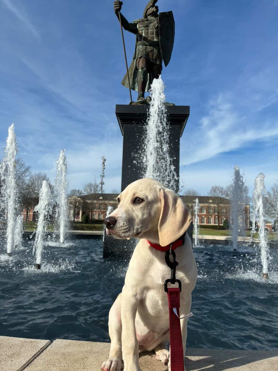 Old Row Pups tweet media