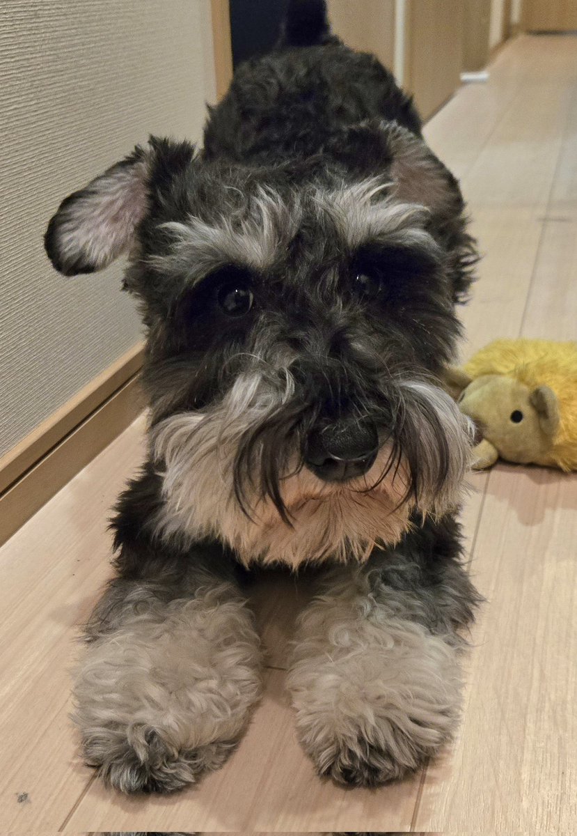 散歩もいったし、さぁ仕事しますかね。
ん？まだ遊びたいって。
#シュナウザー