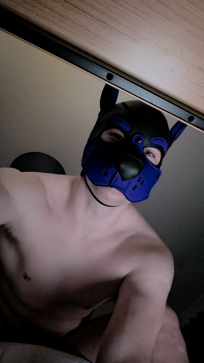 Pup GoGo tweet media