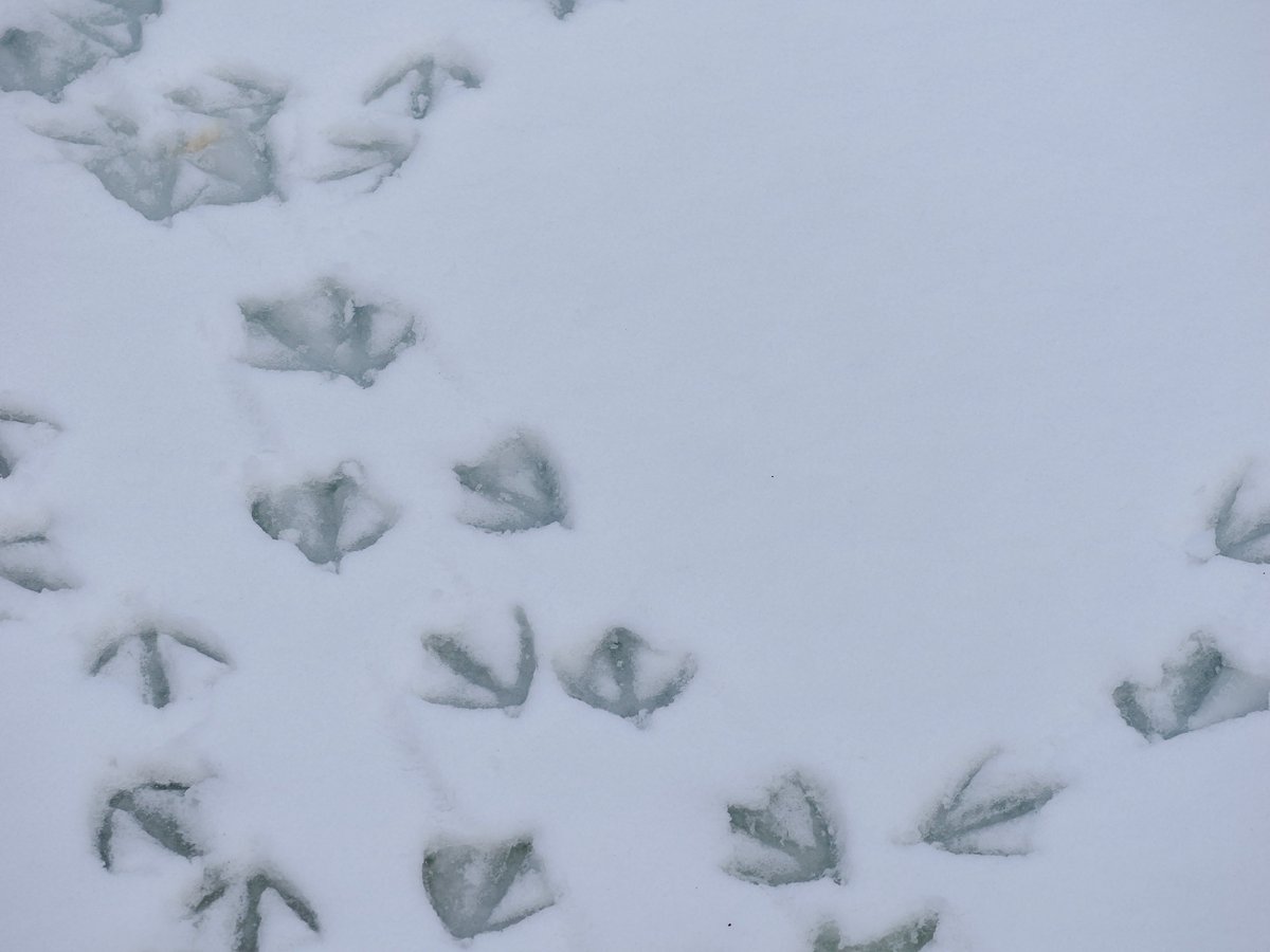 mawgdn's tweet image. The footsteps and the culprit :) Canada #Goose resting on the snow covered ice #birdwatching Clove Lakes Park 02/25/26
