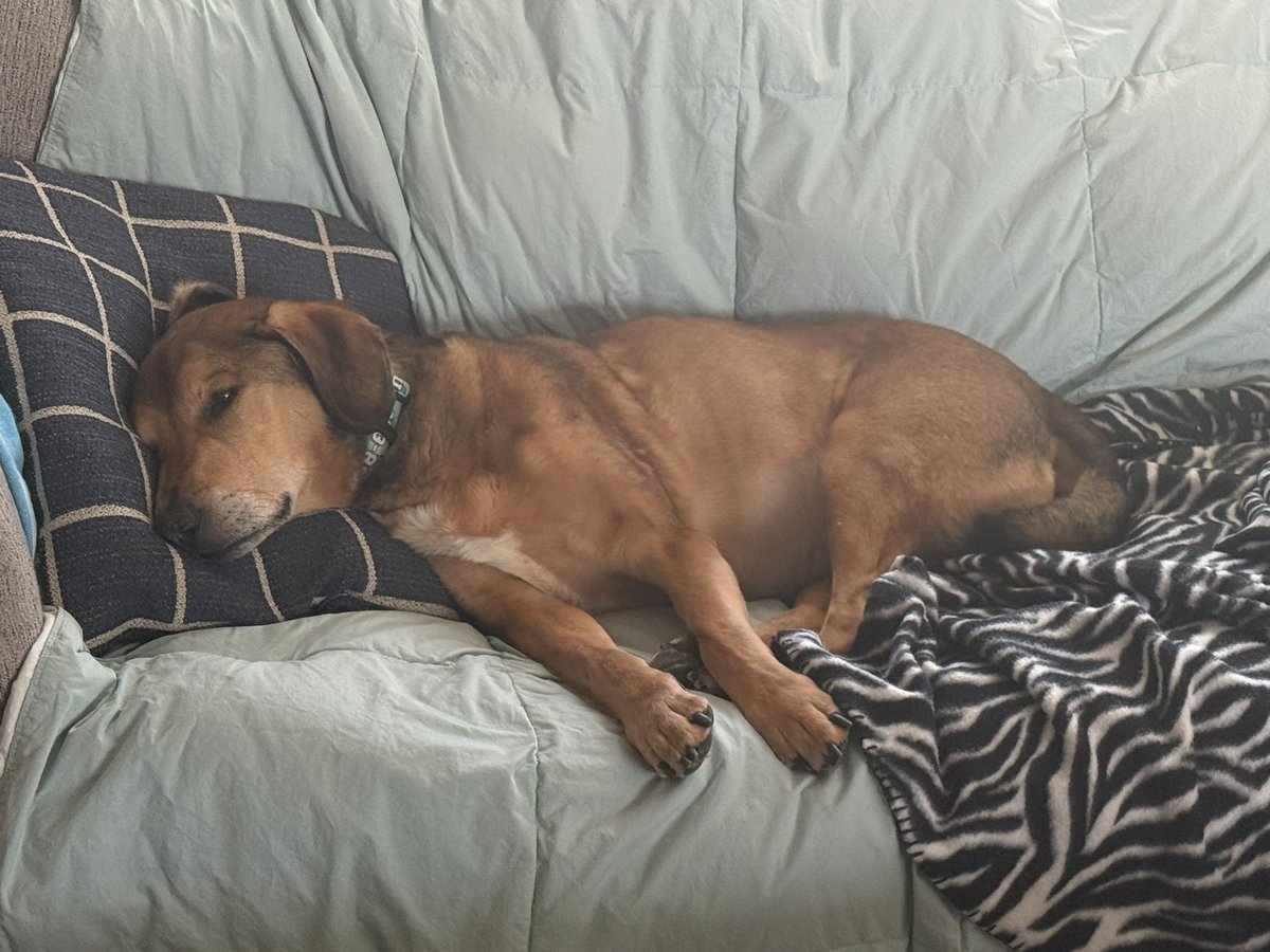 Chris (Official) 🧬 tweet media