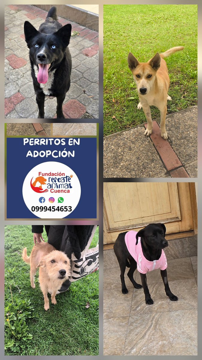 Fundación Rescate Animal Cuenca (@rescatecuenk) on Twitter photo 