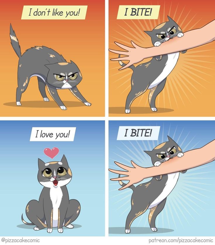 Posts Of Kittens🐾 (@postsofkittens) on X