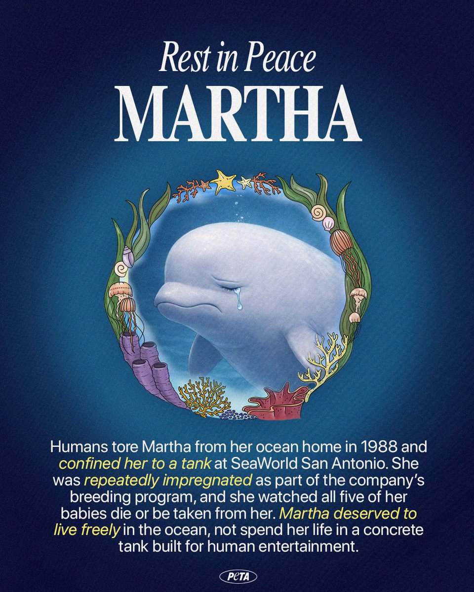 peta's tweet photo. Martha’s death is a devastating loss, &amp; is the result of a system that confines whales for profit. SeaWorld ended orca breeding in 2016, yet still breeds other dolphins &amp; whales. The exploitation must end. https://t.co/LcJAsHle48