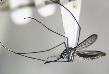 Zootaxa's tweet image. Wyeomyia (Miamyia) #argentina, a #newspecies of #mosquito (#Diptera: #Culicidae) from #Argentina
#taxonomy
doi.org/10.11646/zoota…