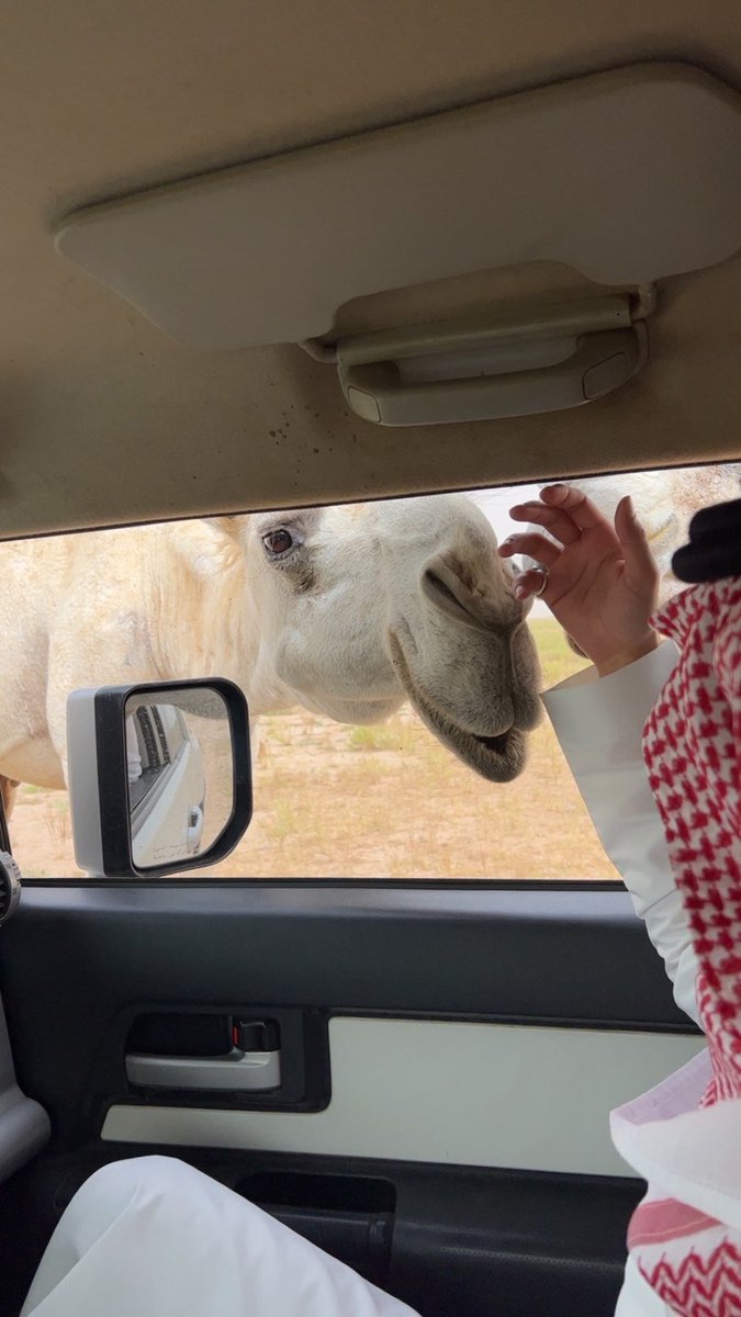 3__RG's tweet photo. يزهاك يالفارع الوضحا الغلا والدلال
طويلة  الجنب و الغارب و متسنده

ياشبه بنت الامير اللي تعاف الرجال
قد حاولوها على الخطاب ومعنده

من كبرياها ما باقي غير تلبس عقال
كل  البشر   عندها  خدام   مجنده https://t.co/Nky0onuIxR