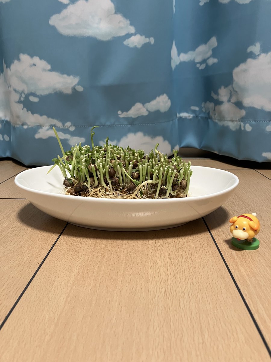 よく寝る tweet media