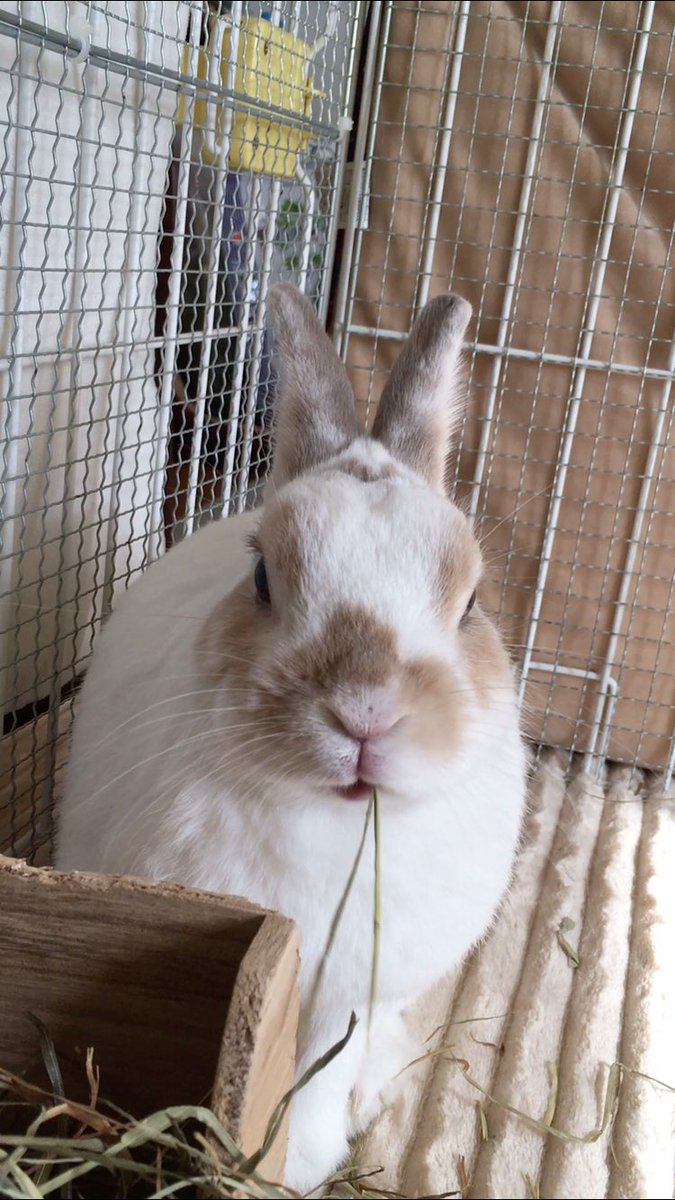 旅うさぎ tweet media