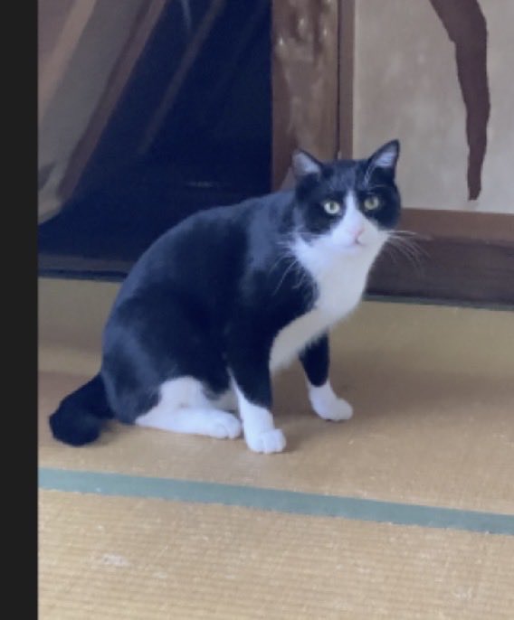 ハチワレ探しています
3歳くらい
ちょっと大きめ
右片耳先カット
（能登の地域猫）

2月25日夜中〜26日早朝
金沢市北森本町　脱走しました

ハッチー、ハチベエ
名前を呼んで自覚するかは不明です
お腹は空いていると思います

お見かけ情報お願い致します