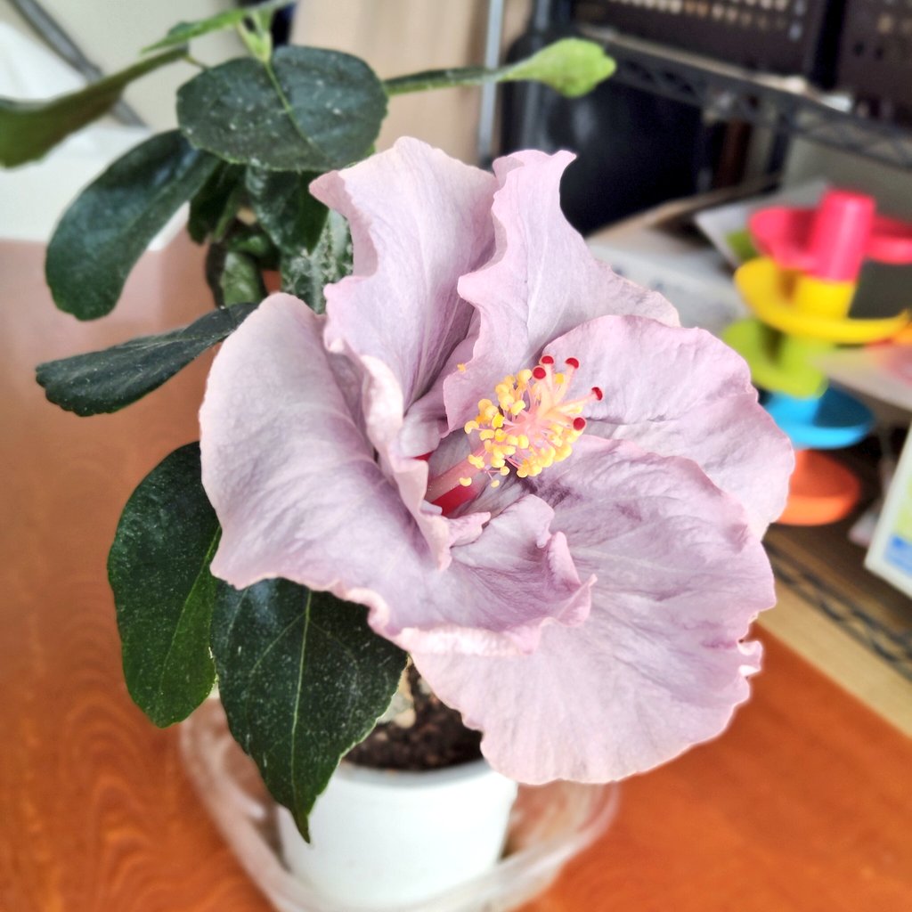 ちょっとちょっとハイビスカス君、まだ2月ですぜ？🤣 #ハイビスカス