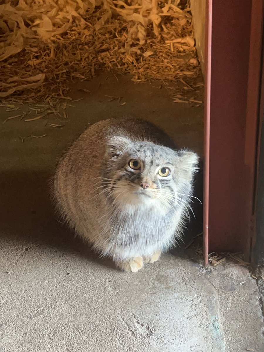 GokatsuraikeZoo's tweet photo. 「今日の見てコレ」

目が合うと、
何も起きてないのに何か起きた感じがします

#まりだま 
#今日の見てコレ
#マヌルネコ 
#ごかつら池どうぶつパーク https://t.co/wc96RmBDM4