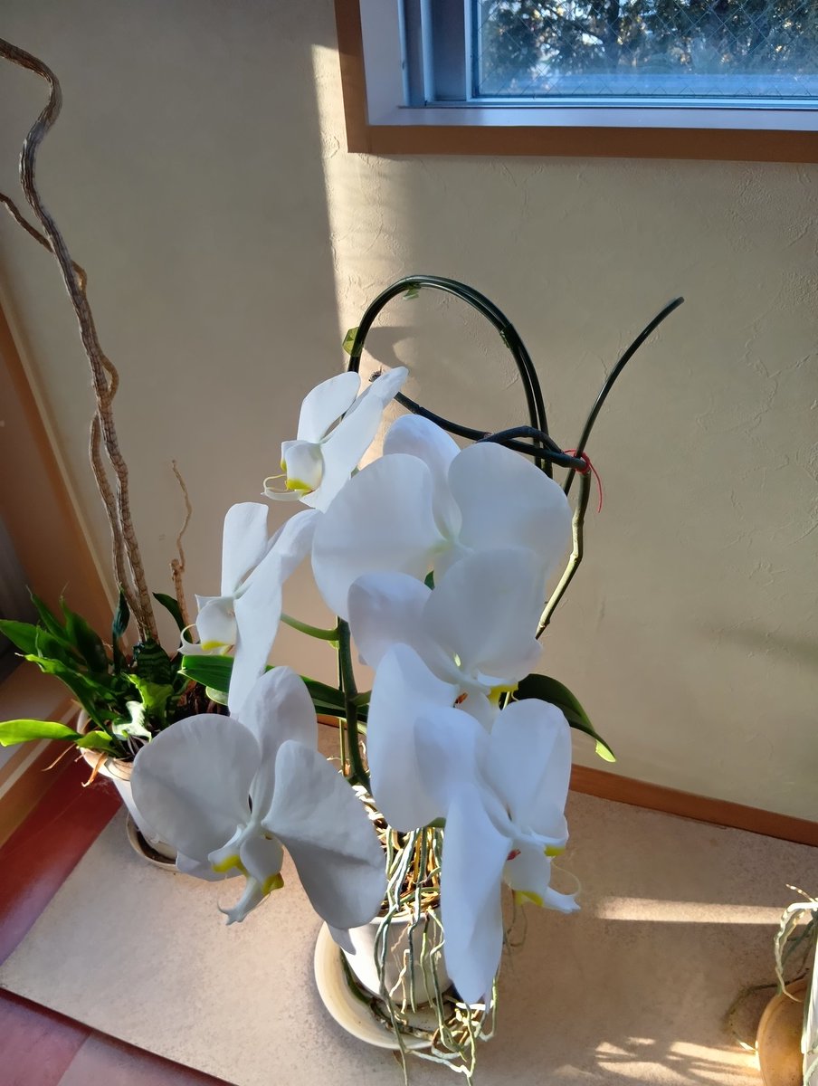 胡蝶蘭と言えばコロナ禍で行き場のなくなったお花の訳あり販売でお得