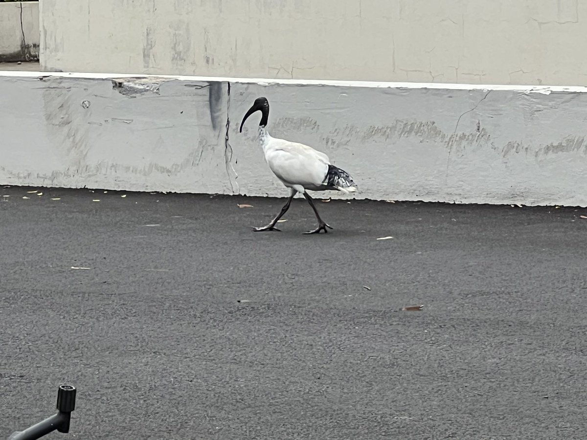 エジプトの壁画に登場してるヤツ