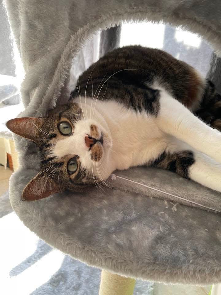 tweetdiangelo's tweet photo. #Vito #gatto #Cat @Sfigatto https://t.co/rbTuGfYKOr