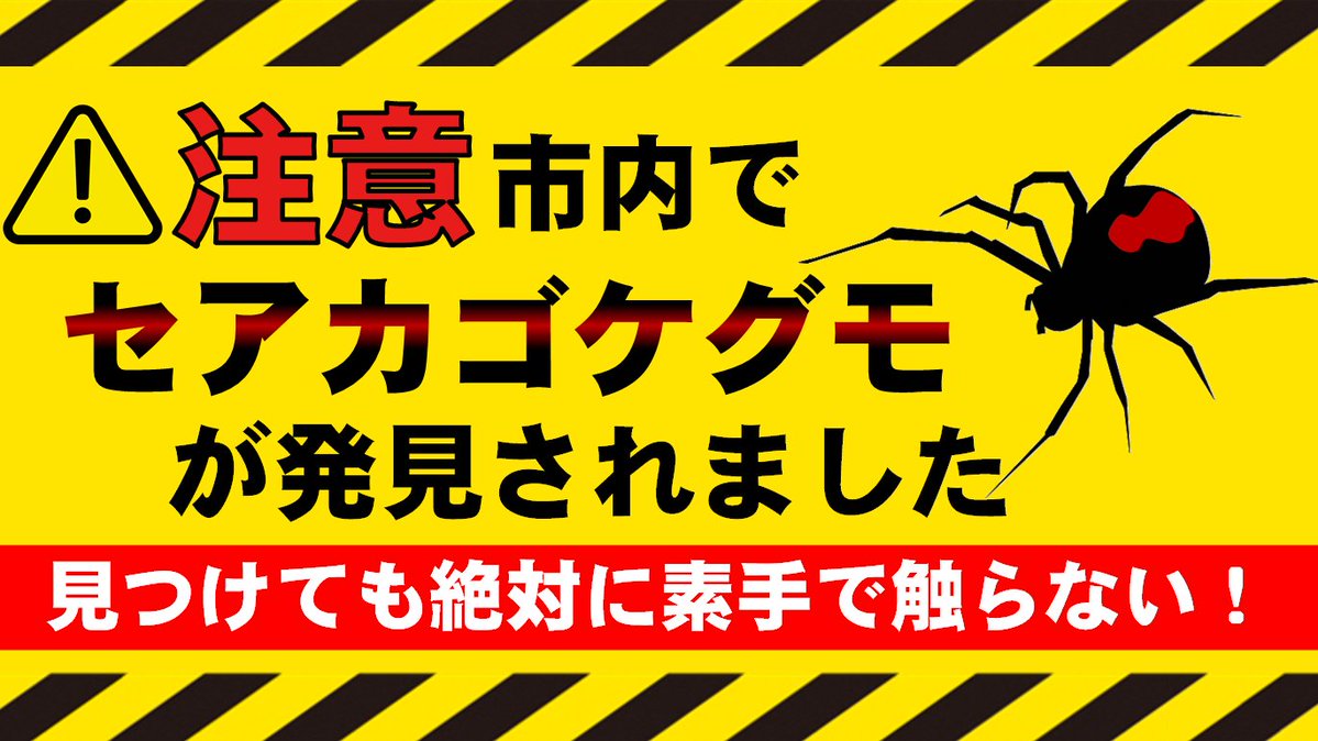 ２月22日に本郷生涯学習センター付近で「セアカゴケグモ」が確認されました。
咬まれると、痛みや腫れを引き起こし、場合によっては重篤化し全身症状をきたすこともあります。
発見した場合は絶対に素手で触らず、安全な方法で駆除し市役所や保健所へ連絡してください。
city.mihara.hiroshima.jp/soshiki/18/sea…