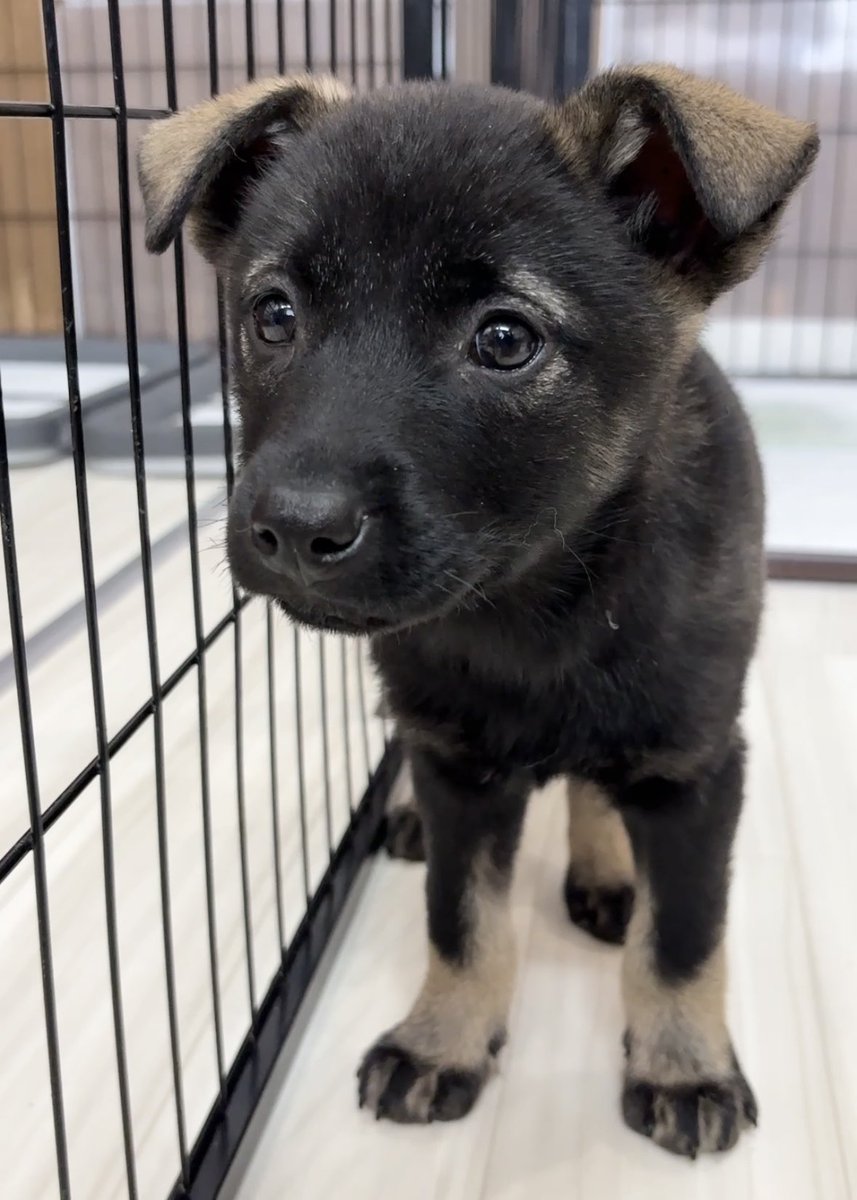 Stray dog (@fkQclQLFt0CiXGm) / Posts / X