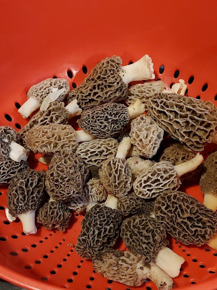 Gourmet Gleaner tweet media