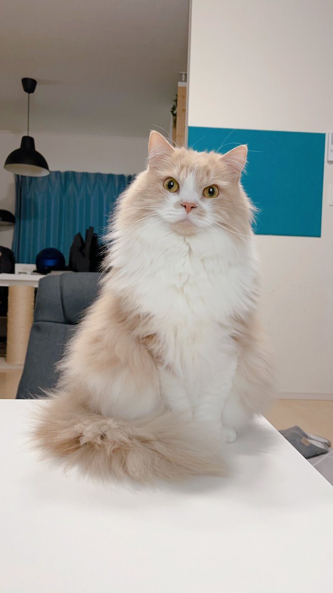 mog (@mogmogmog312) / Posts / X