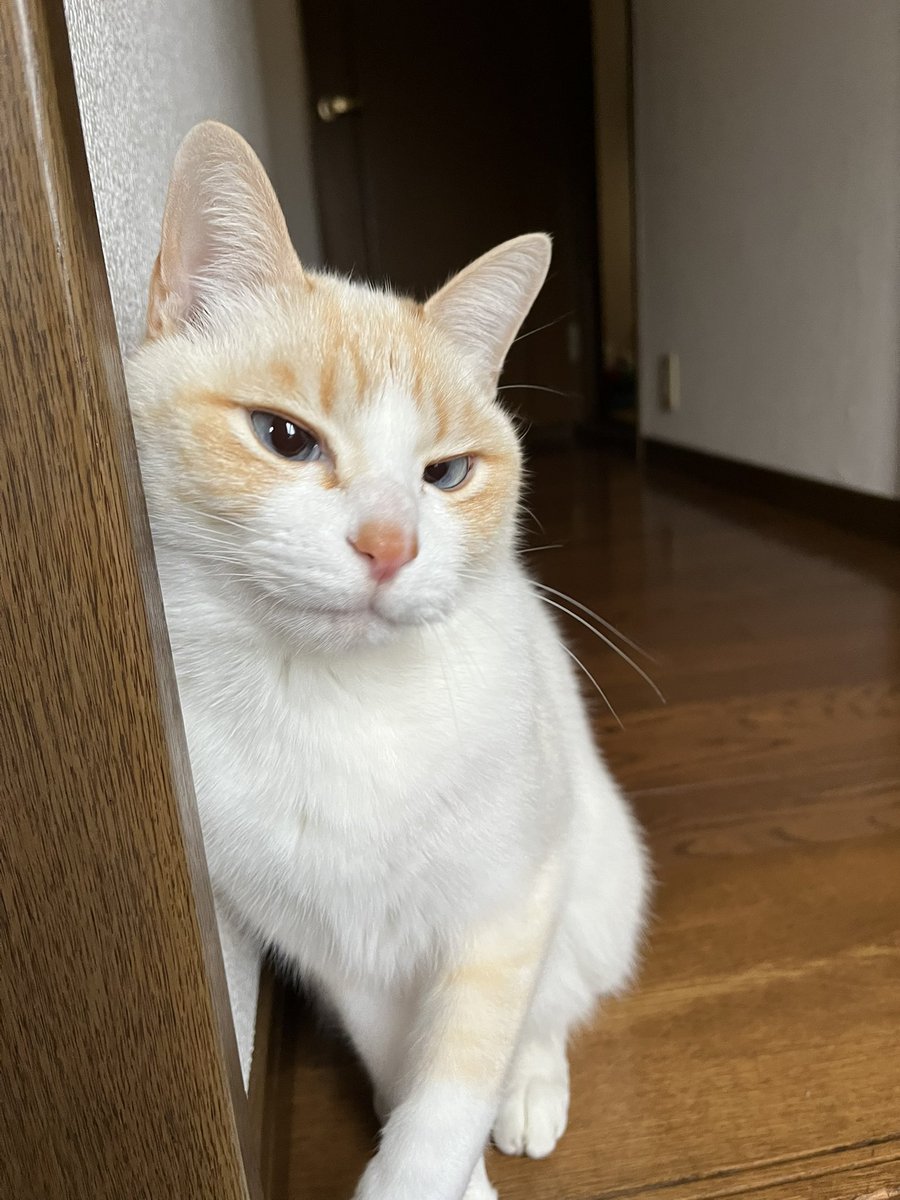 ミー太郎 (@p6zdex9qm4sdwj1) on Twitter photo 