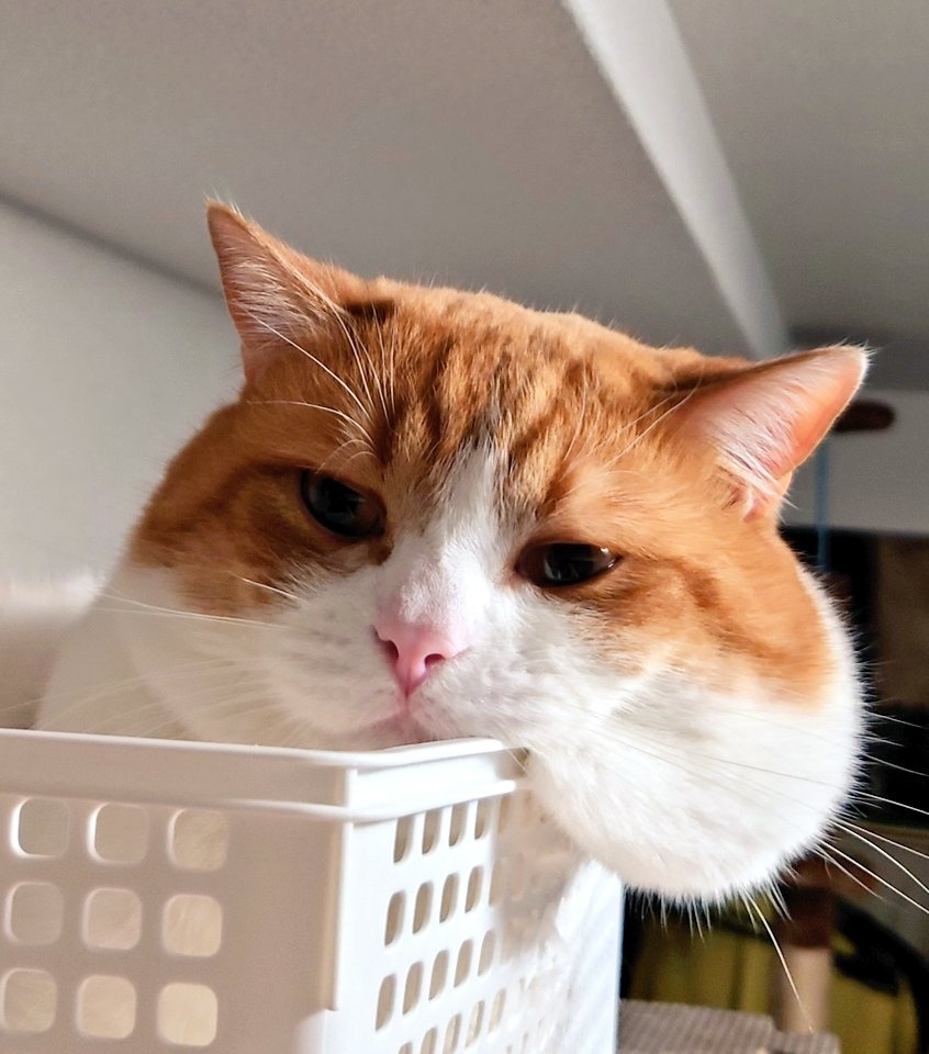 おちゃまる (@ochamarusan0126) / Posts / X