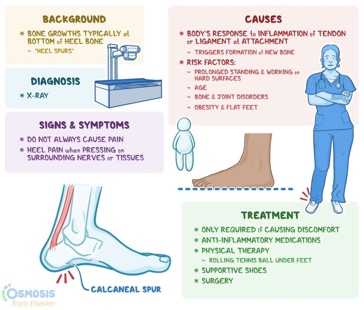 <a href="/DrAkhilX/">Dr. Akhil 🇮🇳</a> 🫸Calcineal spurs/ plantar fasicilitis !
There typical bone growth at the heel causing pain 
Risk > heels 👠/ athletes/ women
🫸Rx
Nsaids ie celoxicab
Physiotherapy 
Othro-rehabilitation 
Injections done 90days / 30 days 
Cc: <a href="/OsmosisMed/">Osmosis from Elsevier</a>