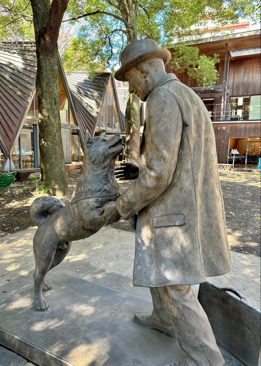 91年前の今日。1935年3月8日、「忠犬」で知られる秋田犬ハチ公が渋谷の片隅で息を引き取りました。既に亡き飼い主は東京帝大農学部教授の上野英三郎。渋谷駅前にあるハチ公の銅像はよく知られていますが、東大農学部キャンパスの「ハチ公と上野英三郎博士像」のふれ合う姿も人気です。 #今日は何の日