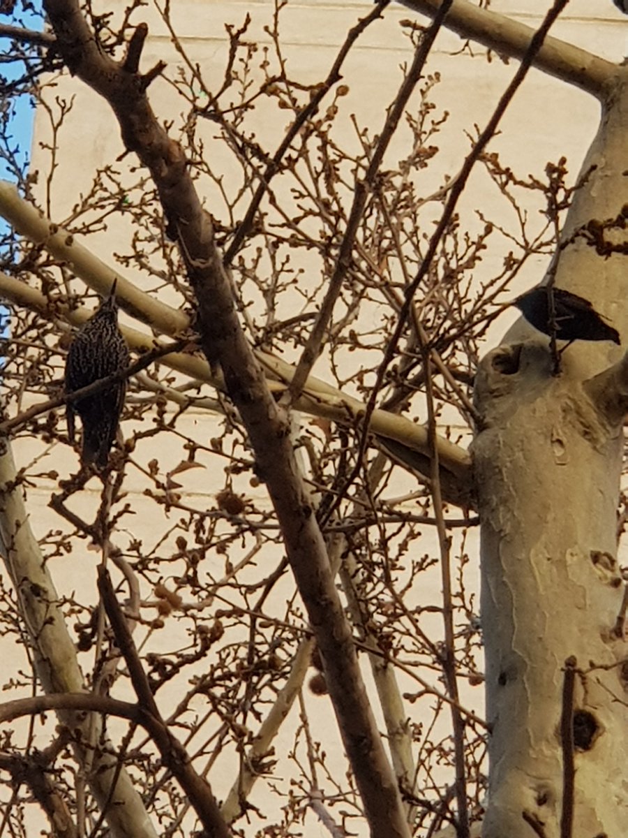 AngelusTenebrae's tweet photo. Woodpeckers https://t.co/9A8SHCbJ65
