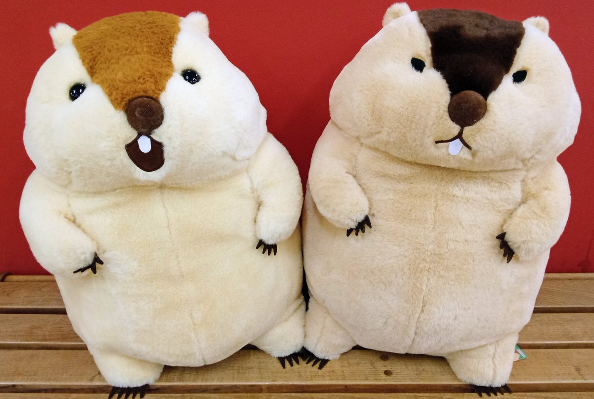 景品入荷情報📢》 マーモットのもっとっと超超ウルトラBIG 入荷しま