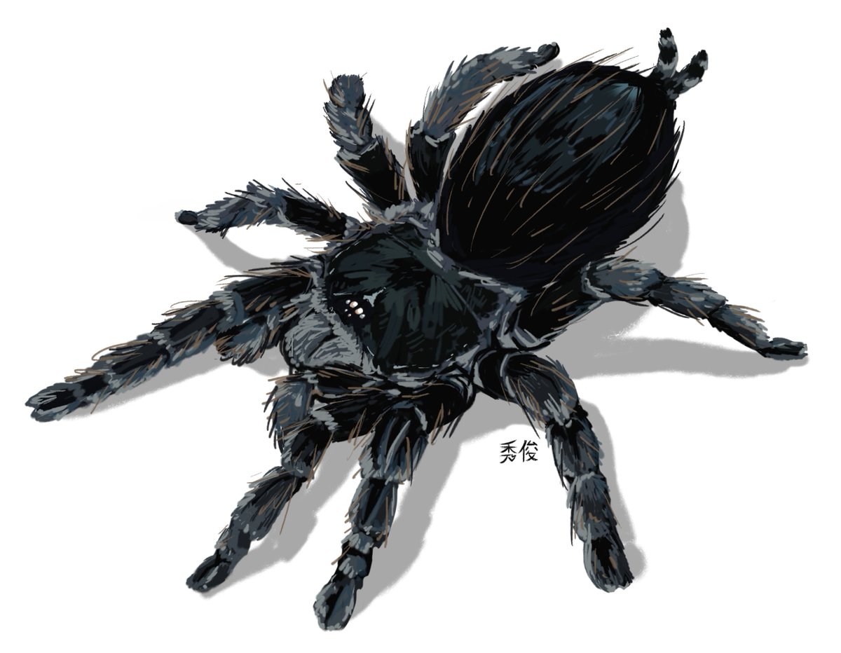 first time drawing a spider plz be gentle 😭

Vitalius lucasea