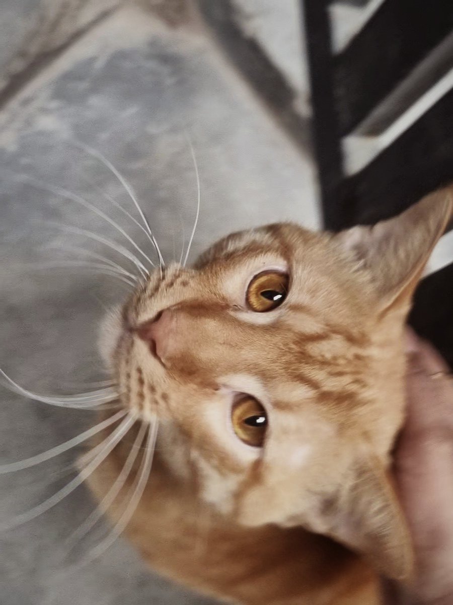 Abhishek Joshi 👨💻🐶 tweet media