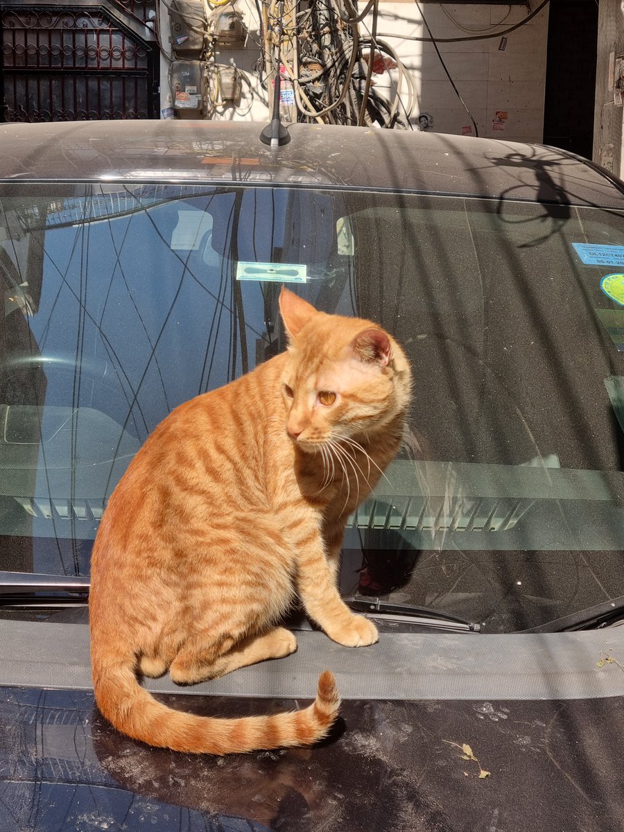 Abhishek Joshi 👨💻🐶 tweet media