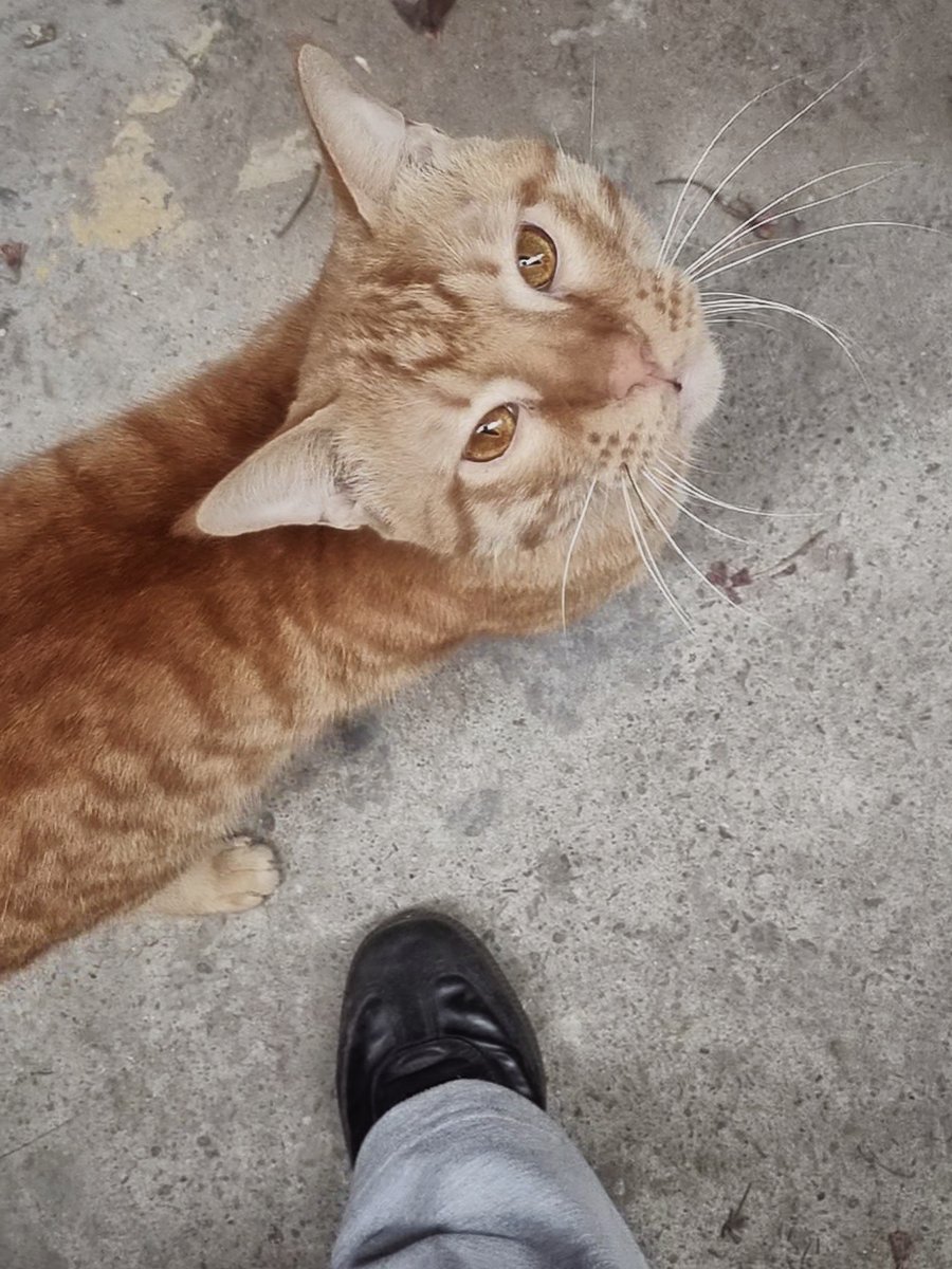 Abhishek Joshi 👨💻🐶 tweet media