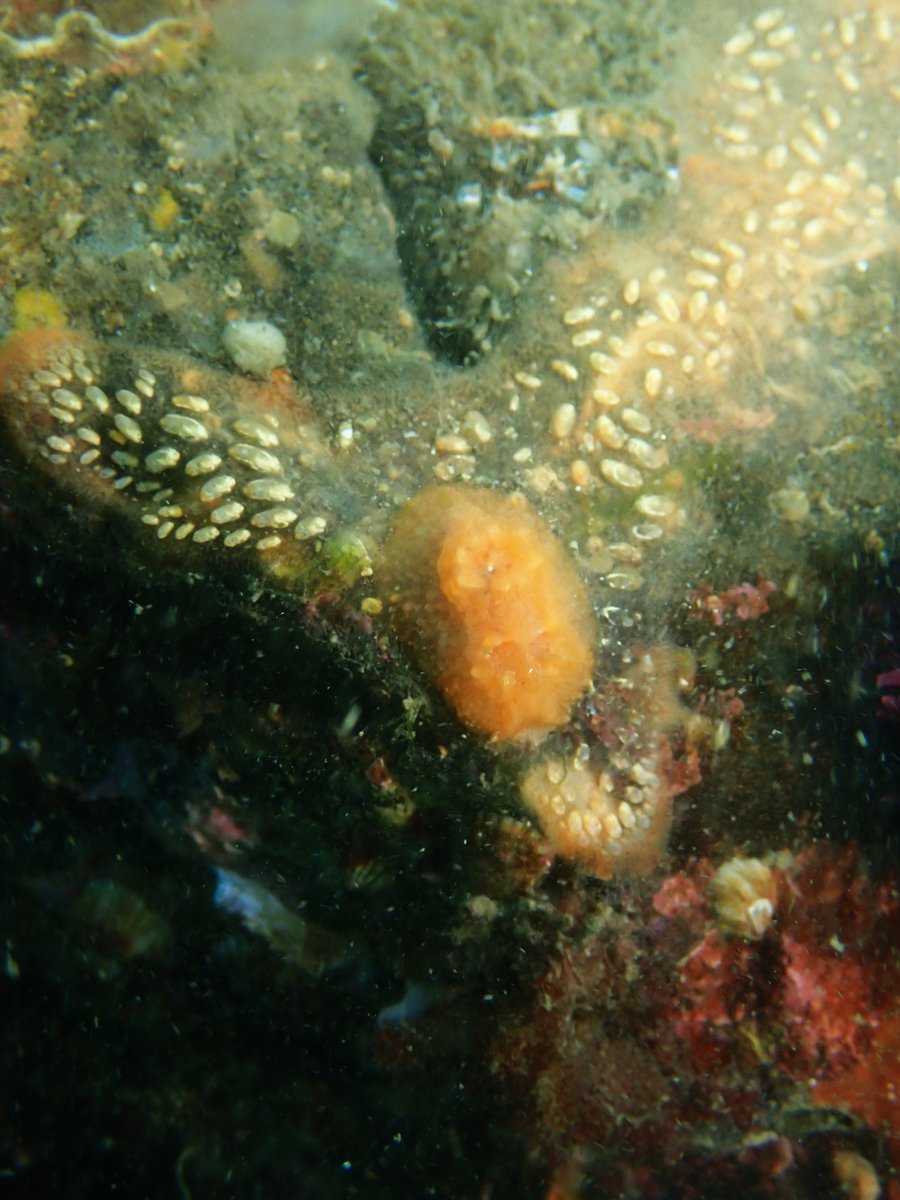 本日は外来の方の対応で潜水調査でした
目的の生物も採れたようでなによりです

菅島の標本に基づき新種として記載された
ユキミノノマルハサミヨコエビ (左)
スガシマコネコウミウシ (右)
が寒い中元気に暮らしていました！
