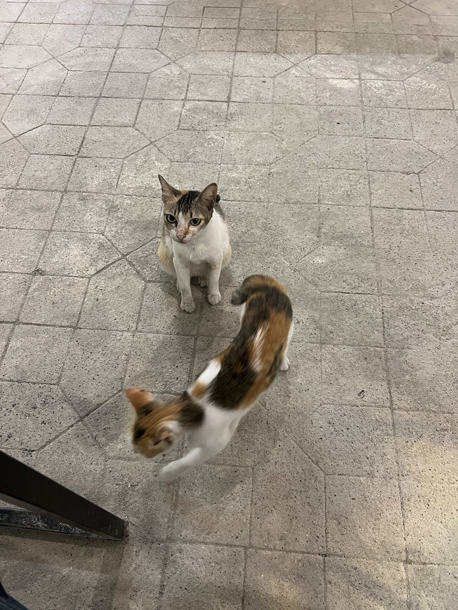 alxversion tweet media