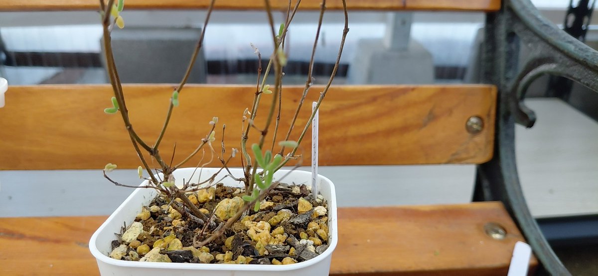 ぱっちゅーた tweet media