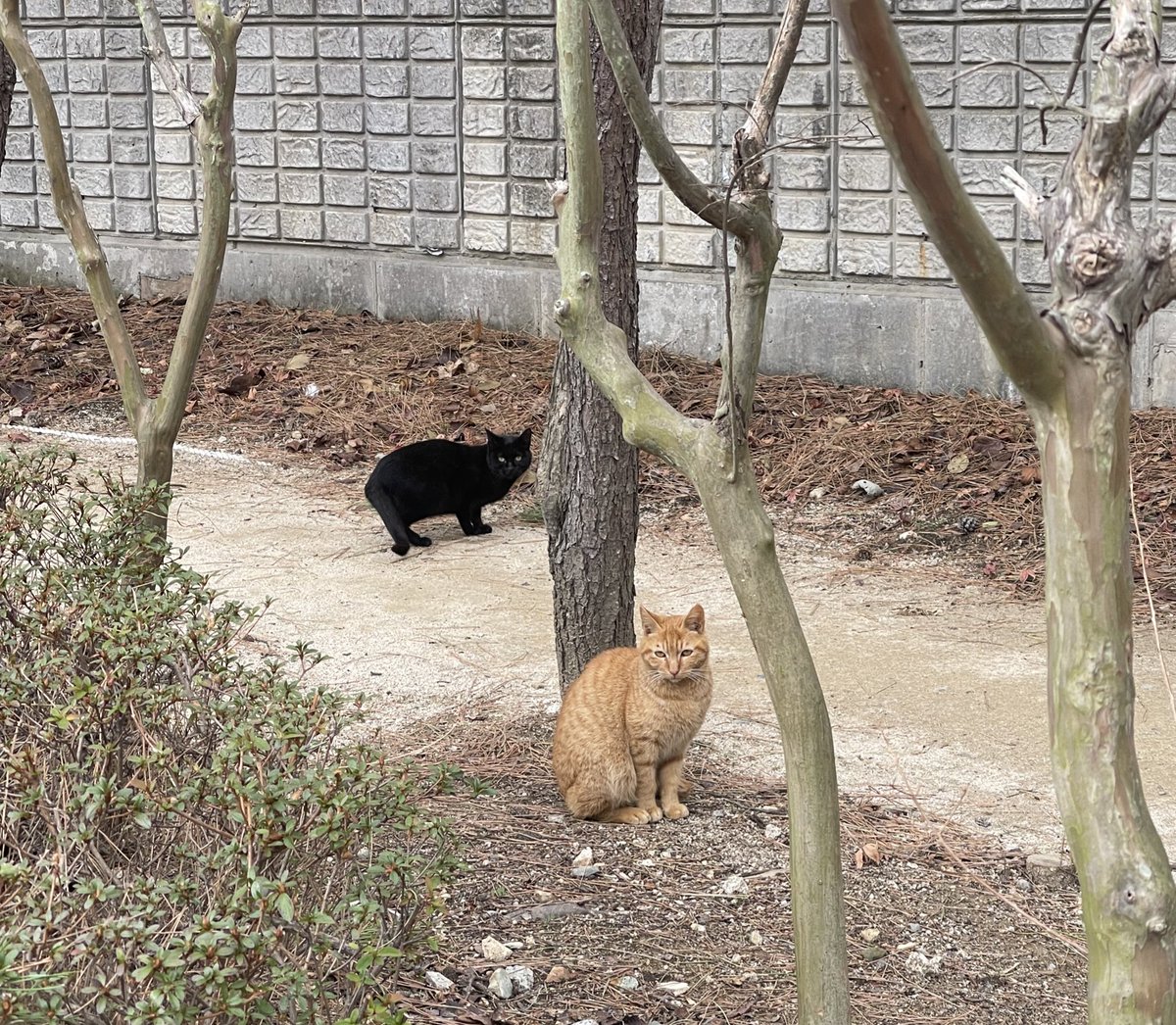 둘이 절친인가 봐 ㅋㅋ 레슬링하고 같이 뒹굴
뒹굴하고 ㅋㅋ 귀엽다~