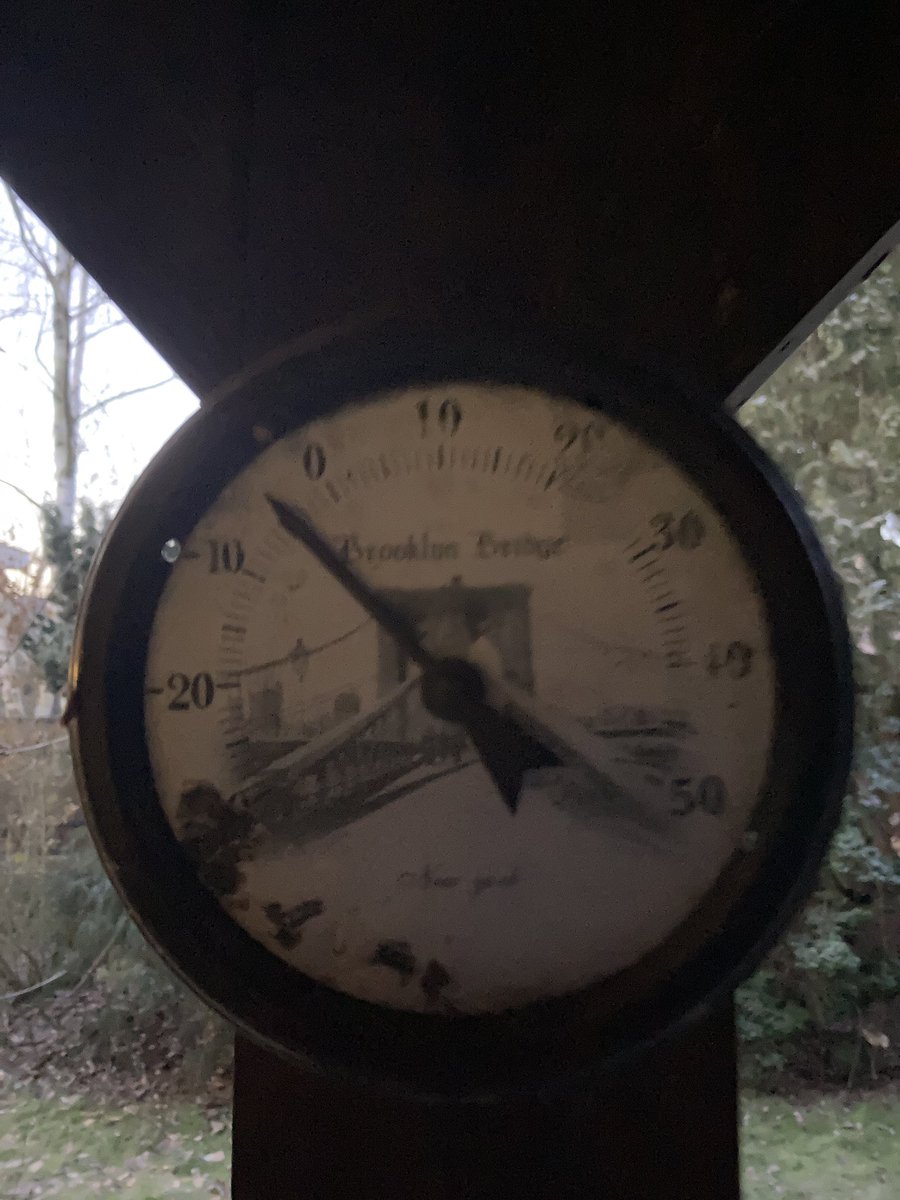 Frosty morning in #PolishGarden the juniper, holly, and honeysuckle.