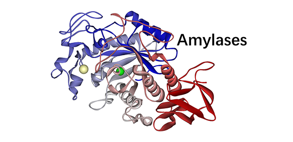 Explore the power of enzymes in biology! Creative Enzymes’ Biological Functions page highlights how enzymes drive metabolism, signaling, and regulation — essential tools for research &amp; innovation. Enzymes #Biotech #BiologicalFunctions
creative-enzymes.com/cate/biologica…