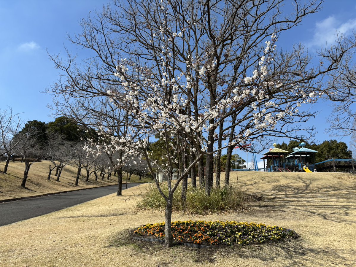 kenmori_park's tweet photo. 遊具近くの暖流桜が咲いていました🌸

#かごしま健康の森公園
#健森
#鹿児島市
#公園
#暖流桜
#桜 https://t.co/0twjix5rlE