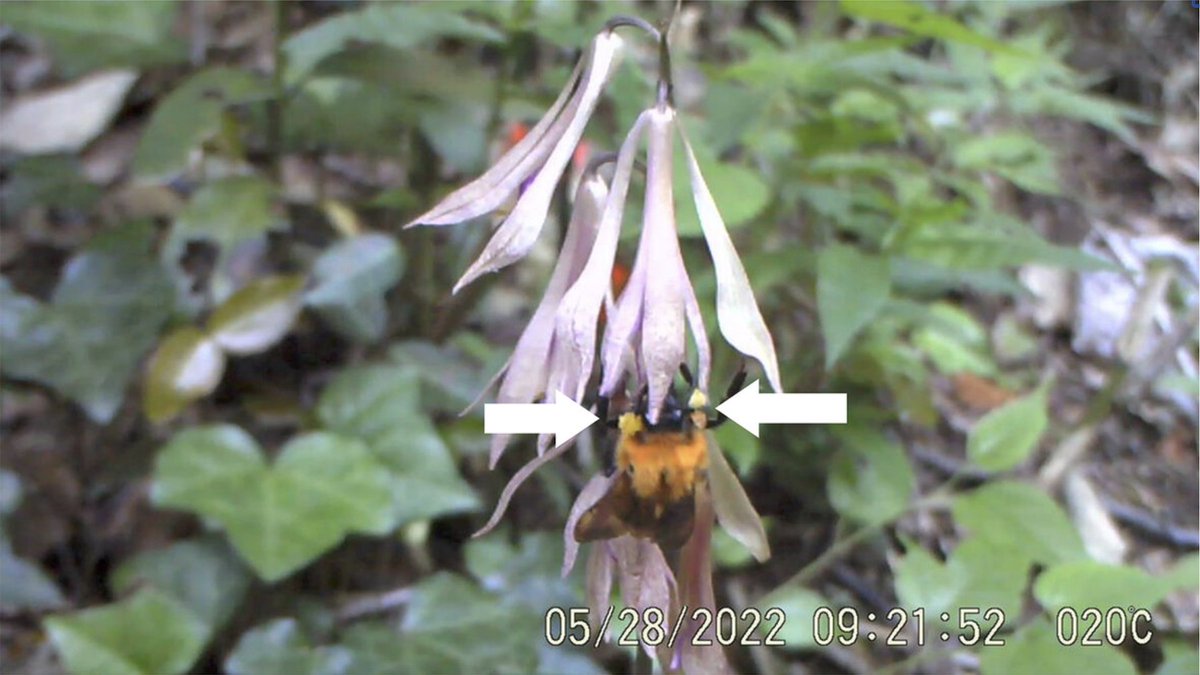 PlantSpeciesBio's tweet image. #OpenAccess
Effectiveness of infrared sensor camera monitoring for detecting #pollinator visits to Cremastra appendiculata var. variabilis in a temperate forest in Central Japan

Masahiko Shimada et al
esj-journals.onlinelibrary.wiley.com/doi/10.1111/14…

bumblebee queen/ camera trap/ orchid #pollination