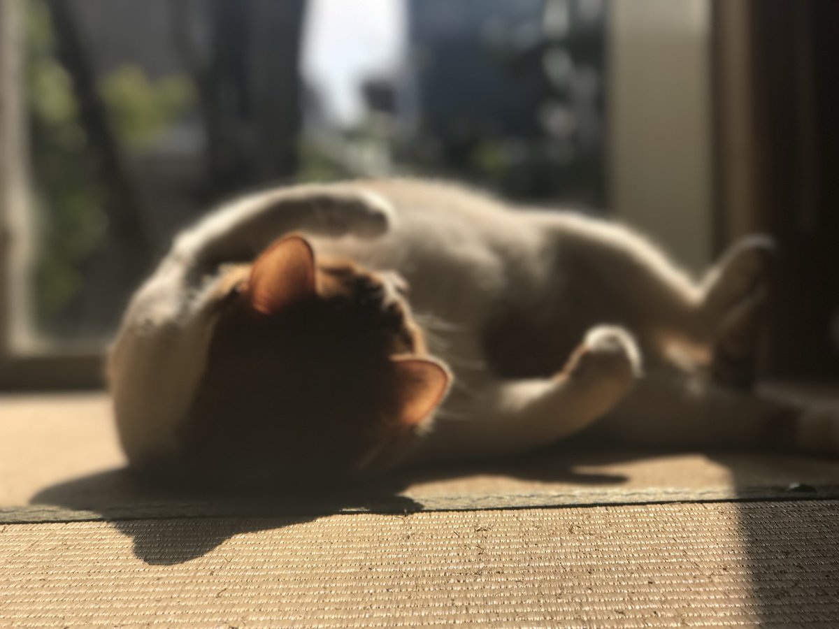 Post by ⋆𓃠ちかたそ𓃠꙳ on X: おこげー🥲