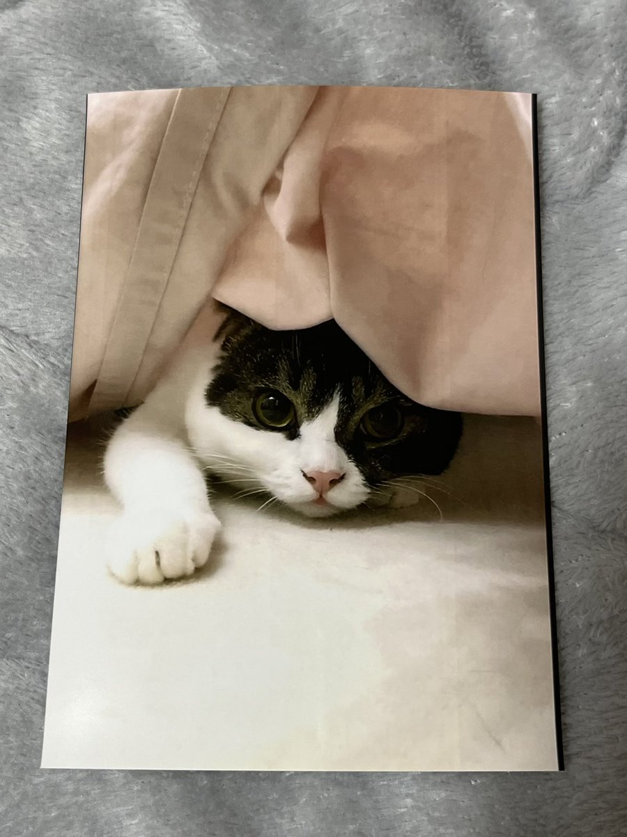 しっぽ (@shippo0519) / Posts / X