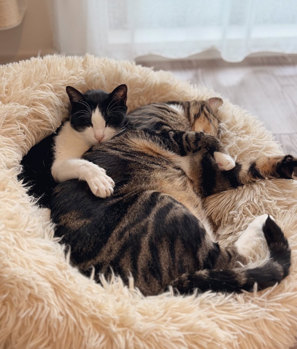 まゆ (@mfmf_sox) / Posts / X