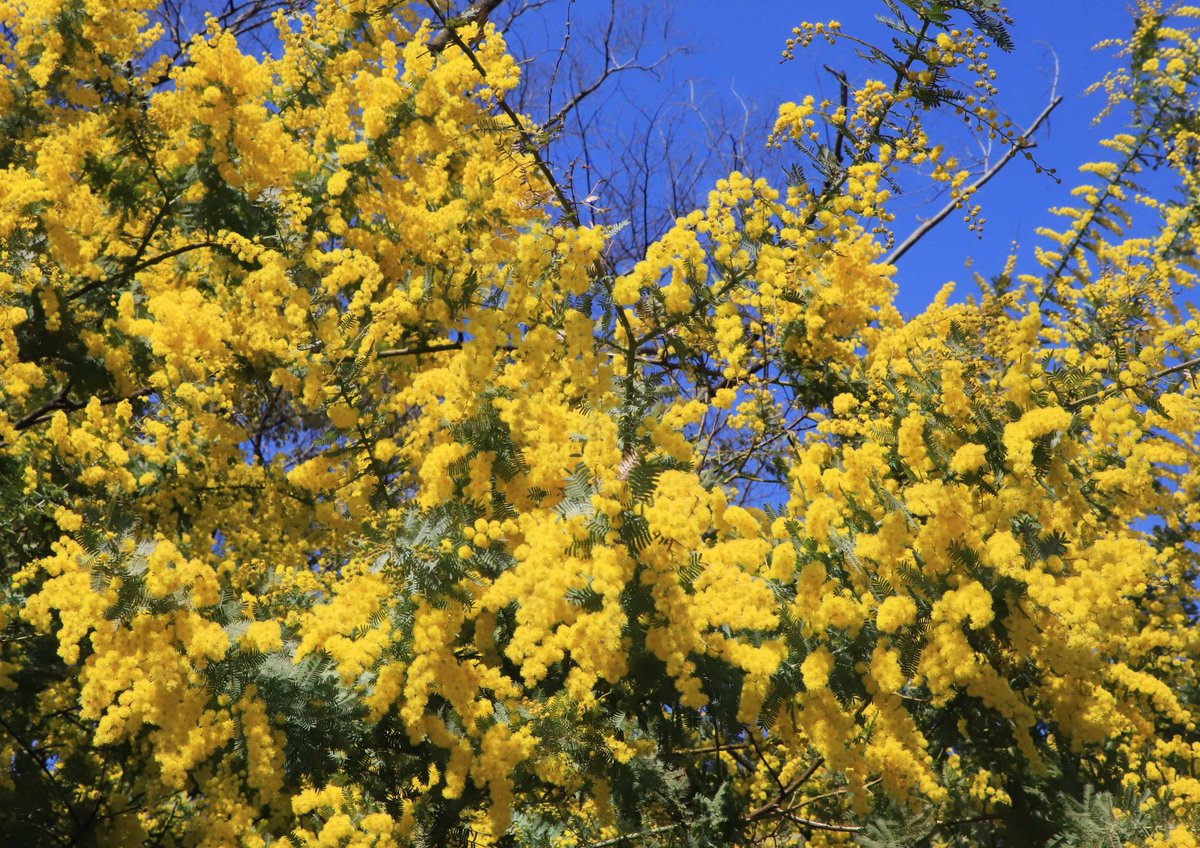 満開を迎えた、街角の公園のミモザ。道行く人たちの目を楽しませています😊