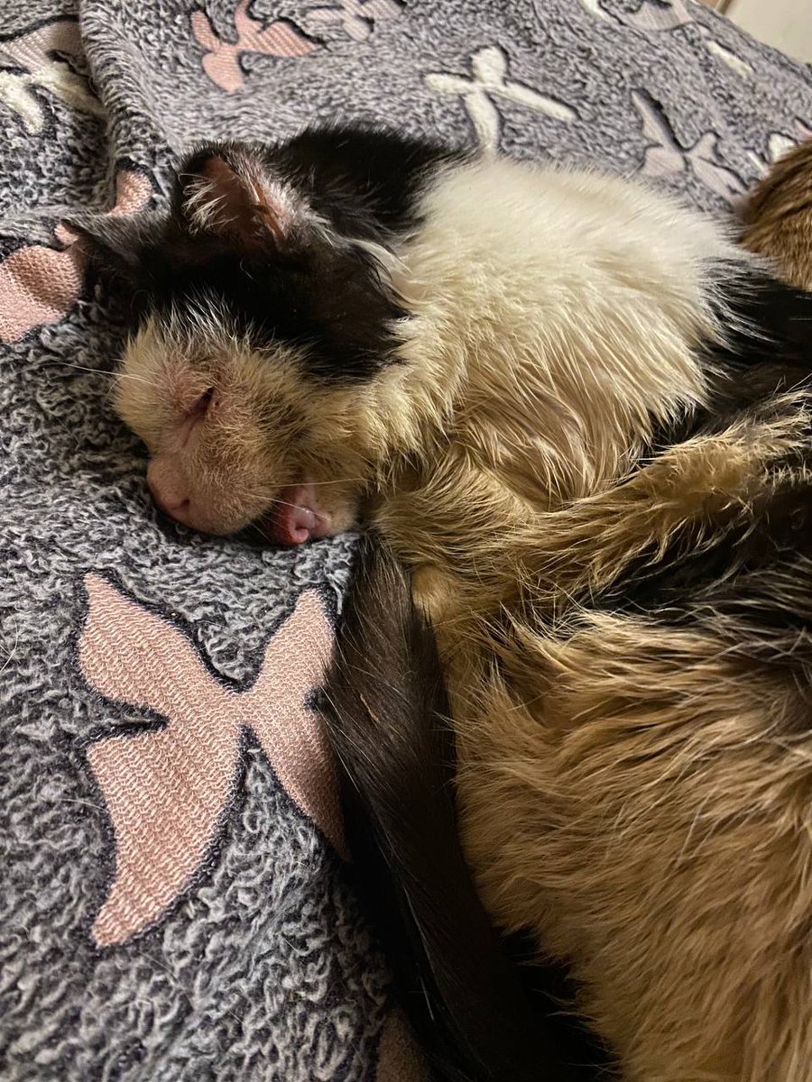 DANEEN CARES FOR THE VOICELESS. tweet media